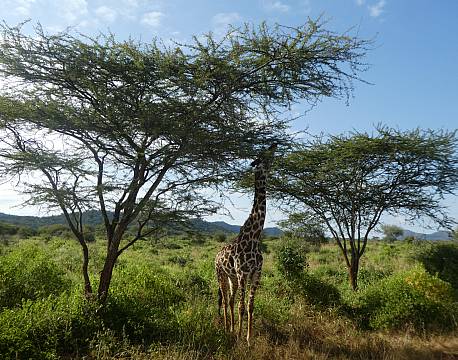 Tsavo Kenya africa tours