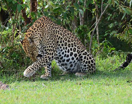 Leopard slikker sig selv africa tours