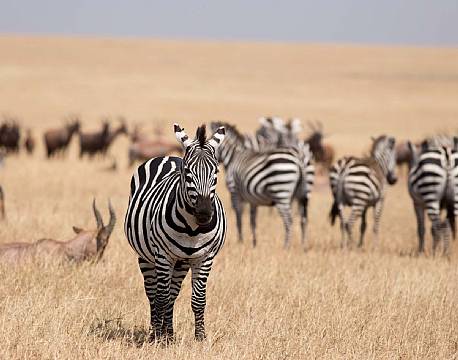 Klassisk savanne udsigt. Tak for denne gang. 