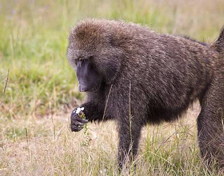Bavian kigger interesseret på en blomst.