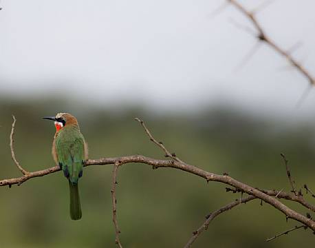 Kenya er et hotspot for fugleliv, og man ser hele tiden nye spændende arter. Her en Hvidpandet biæder.