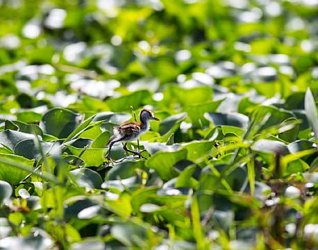 Lille ny afrikansk bladhøne på vej henover vandhyacint.