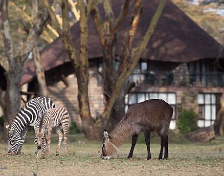 Dyrene græsser foran vores værelser på indkvarteringen ved Naivasha søen.