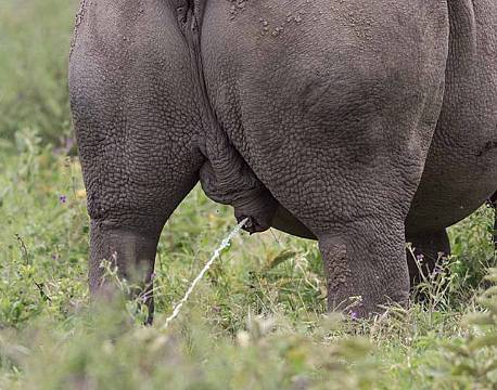 Næsehorn markerer sit territorie.