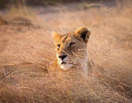 I aftenssolen spejder en løvinde interesseret efter en flok antiloper.