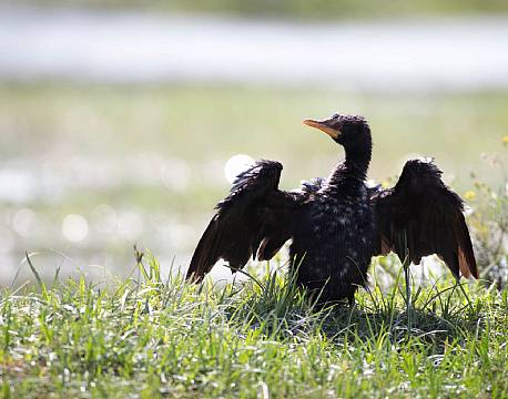 Rørskarv tørrer sine fjer efter et dyk.