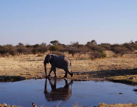 Elefant vandrer ved vandhul i Etosha, Namibia africa tours