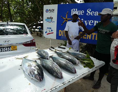 Seværdighed Mahé Seychellerne indisk ocean africa tours