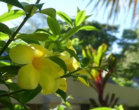 Carana Beach Hotel, Seychellerne 14 africa tours
