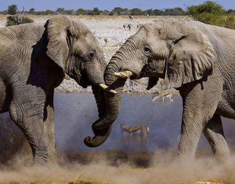Elefanter tumler i Etosha, Namibia africa tours
