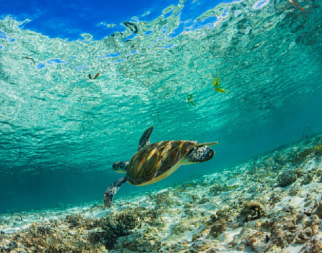 Seværdighed Bird Island indiske ocean africa tours