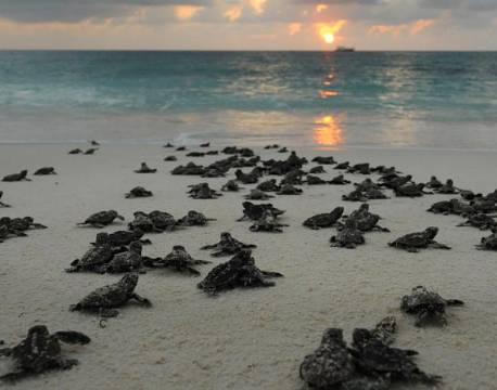 Seværdighed Bird Island indiske ocean africa tours