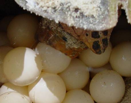 Seværdighed Bird Island indiske ocean africa tours