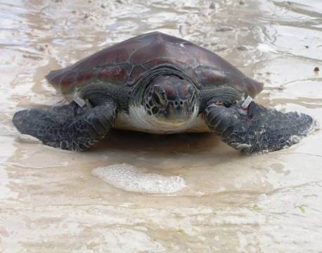 Seværdighed Kilifi, Watamu og Malindi indisk ocean africa tours