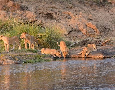 løveflok drikker af sø africa tours