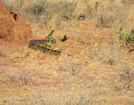 slange safari africa tours
