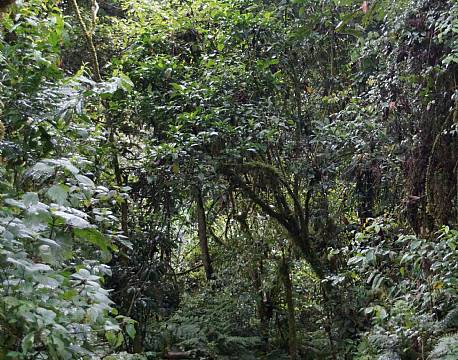 Bwindi Uganda africa tours