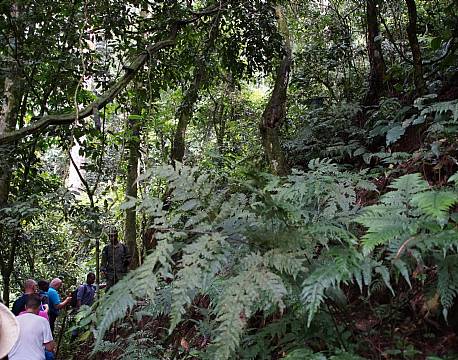 Bwindi Uganda africa tours