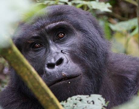 Bwindi Uganda africa tours