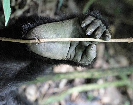 Bwindi Uganda africa tours