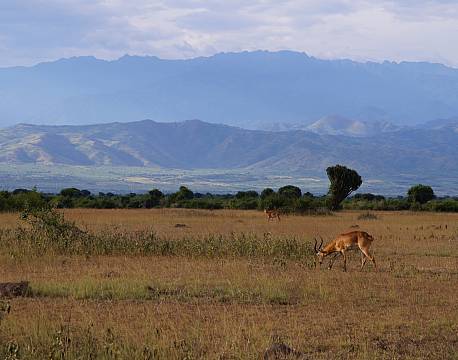 Rwenzori Mountains Uganda africa tours