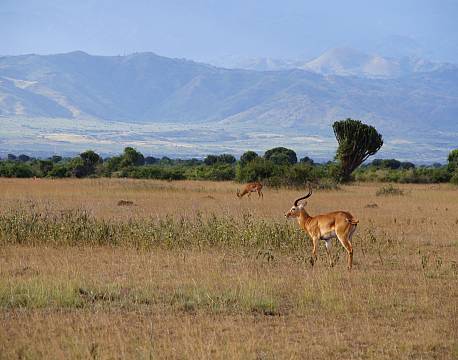 Rwenzori Mountains Uganda africa tours