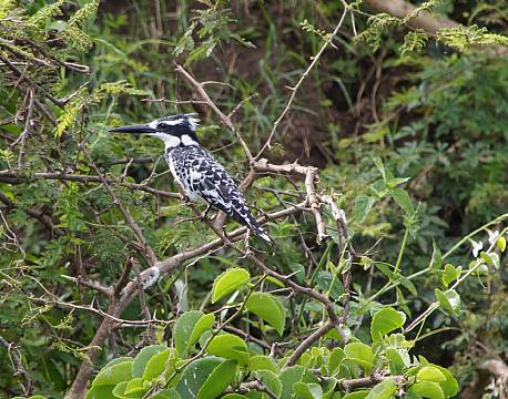 Queen Elizabeth Nationalpark, Uganda africa tours