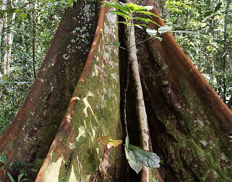 Kibale Uganda africa tours