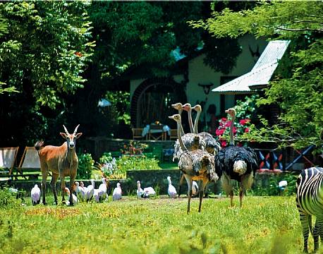 Mount Meru Game Lodge tanzania africa tours