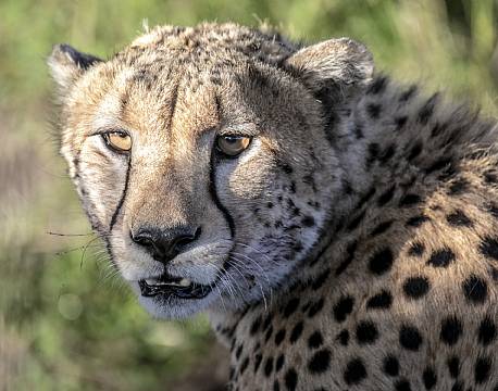 gepardhoved close up africa tours