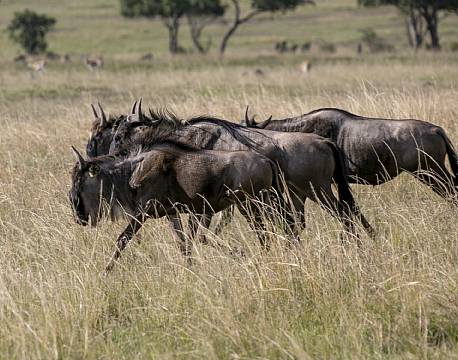 gnuflok på savannen africa tours