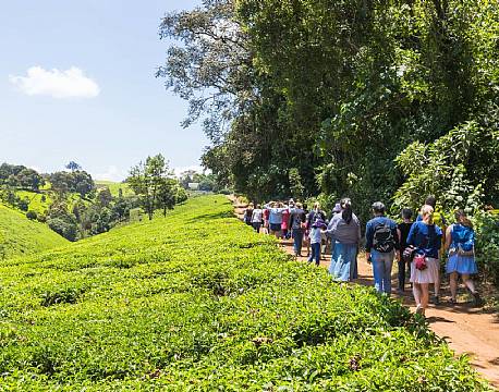 Kiambethu Te Farm kenya africa tours