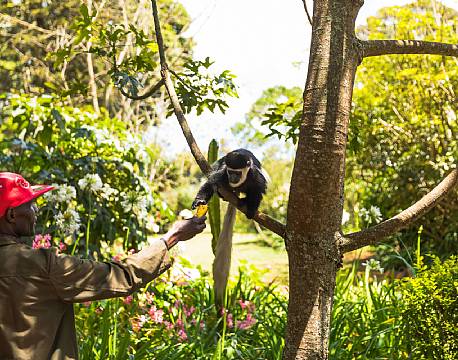 Kiambethu Te Farm kenya africa tours