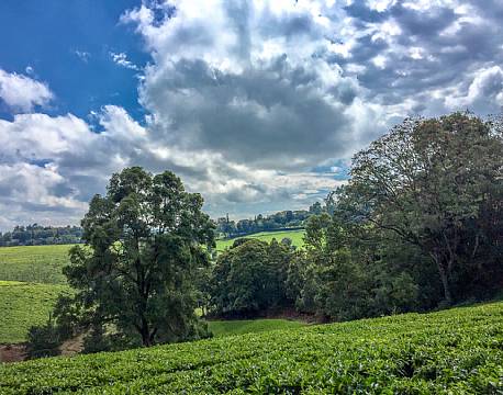 Kiambethu Te Farm kenya africa tours