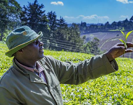 Kiambethu Te Farm kenya africa tours