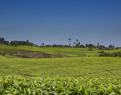 Kiambethu Te Farm kenya africa tours