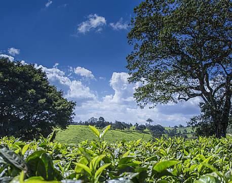 Kiambethu Te Farm kenya africa tours