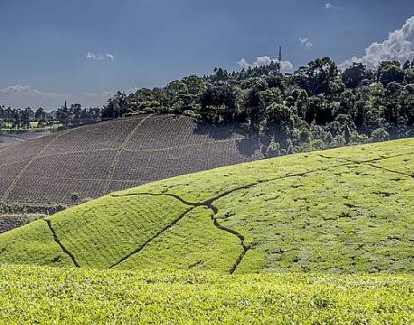 Kiambethu Te Farm kenya africa tours