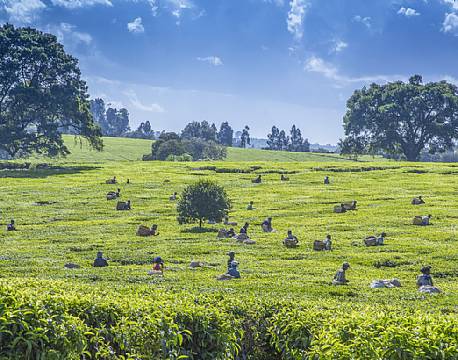 Kiambethu Te Farm kenya africa tours