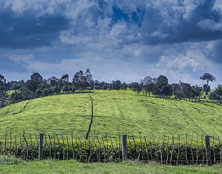 Kiambethu Te Farm kenya africa tours