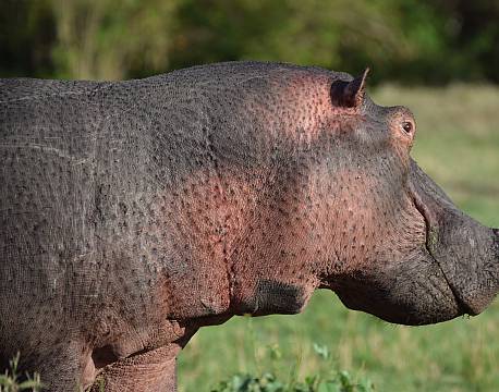 the big nine flodhest africa tours