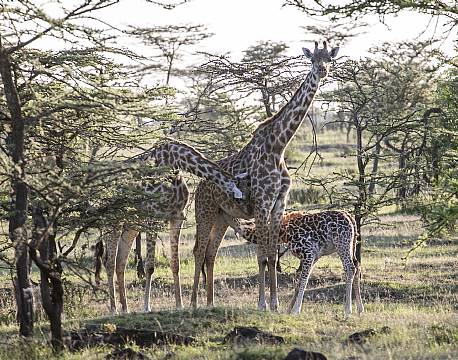 the big nine giraf africa tours