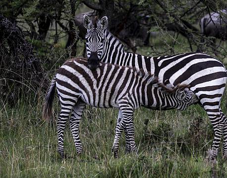 the big nine zebra africa tours
