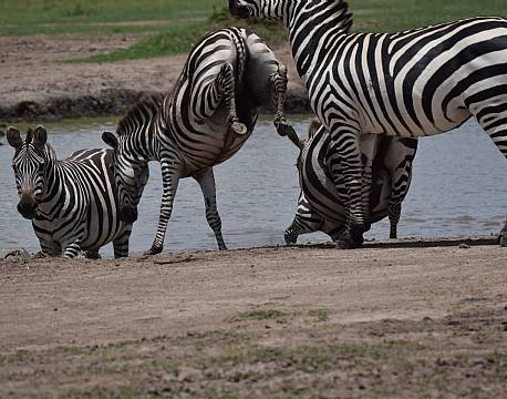 zebraer the big nine africa tours