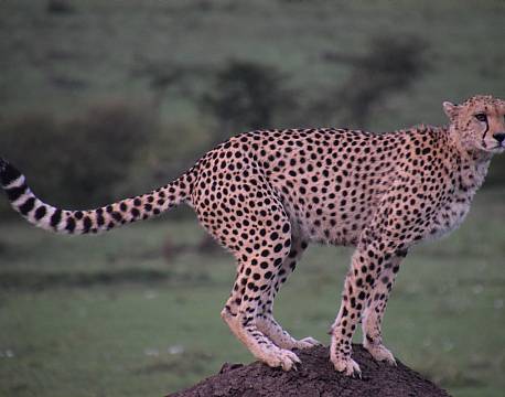 the big nine gepard africa tours