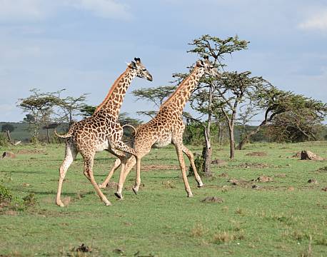 giraffer the big nine africa tours