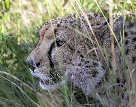 gepard close up africa tours