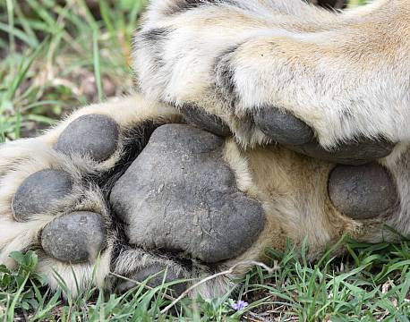 løvepoter africa tours