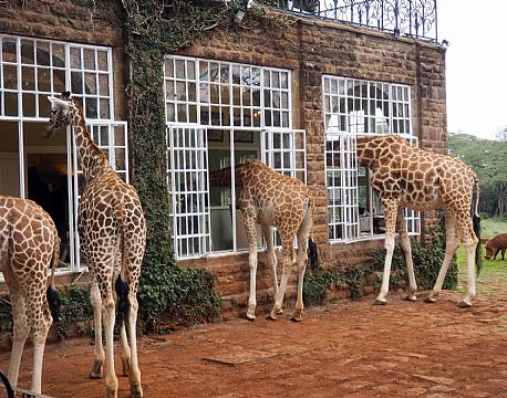 Giraffe Manor kenya 10 africa tours