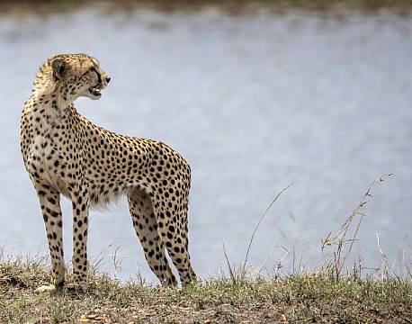 Mara North Conservancy kenya africa tours